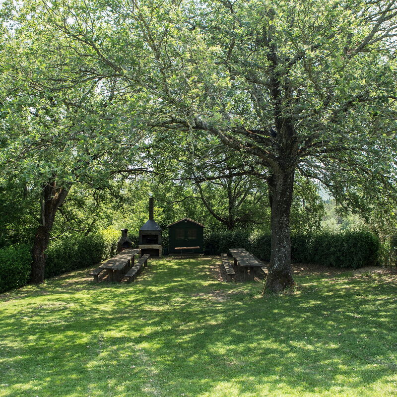 Agriturismo La Papessa: agriturismo-la-papessa-chianti-san-donato-farmhouse-tree