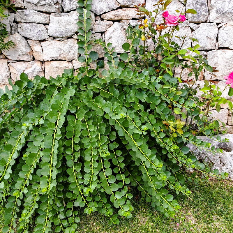 Villa del Monte: Jesen, Ljeto, Proljeće, Vrt