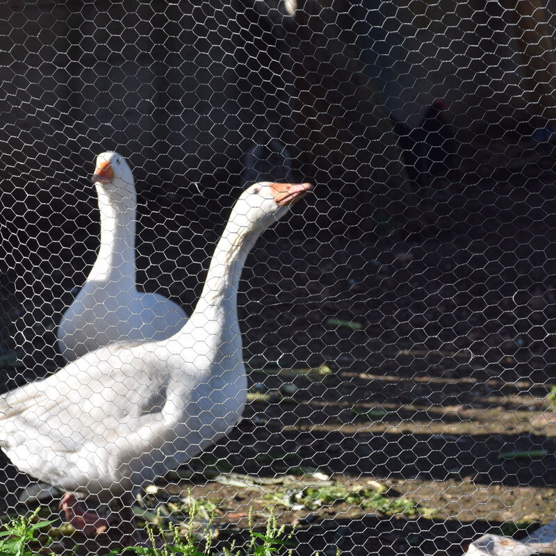 Ranch Salomonello: Draussen, Frühling, Garten, Herbst, Sommer
