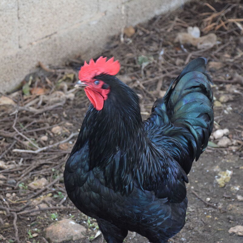 Ranch Salomonello: Aktivitäten, Frühling, Garten, Herbst, Sommer