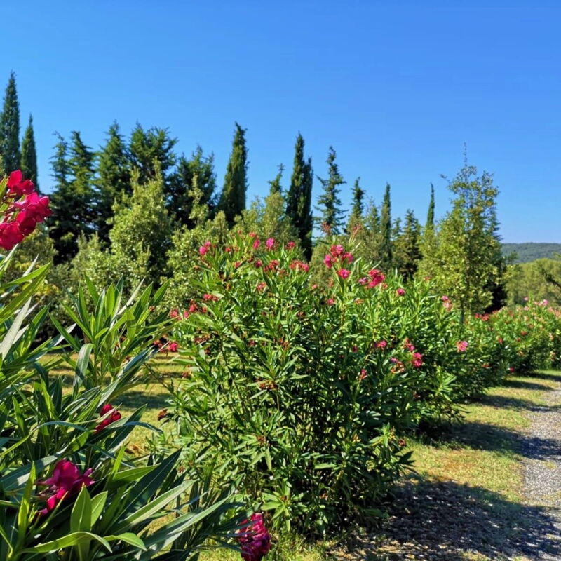 Villa San Martino: Garden