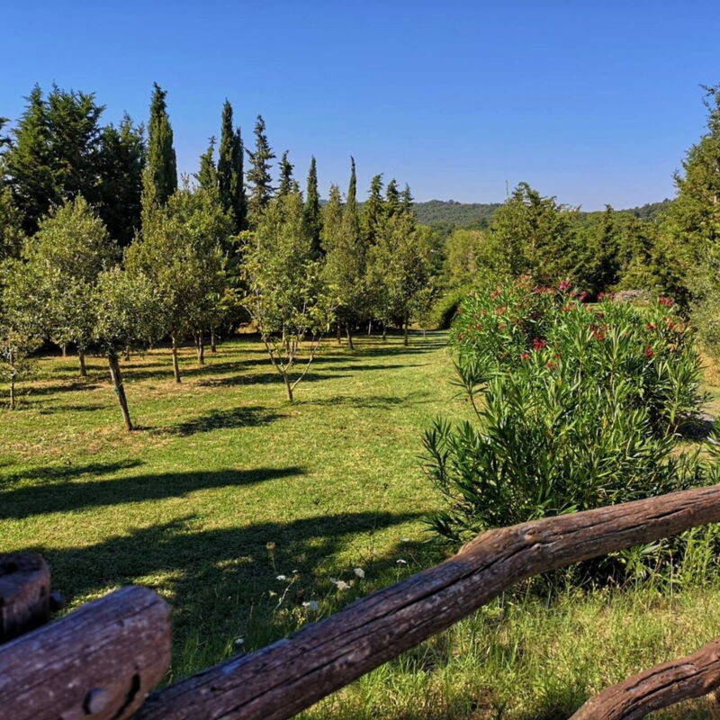 Villa San Martino: Garden