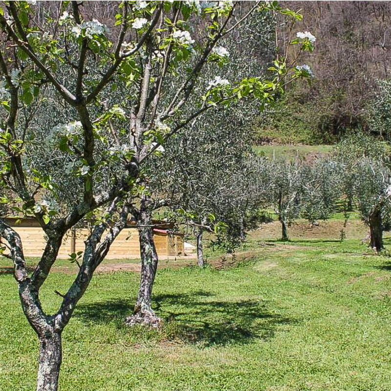 Shaleo, Shared Pool, Wifi, Ac, Marliana, Toscana: Frühling, Garten, Herbst, Sommer